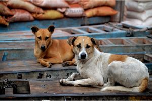 বিষ খাইয়ে ৫০টি কুকুর হত্যা তেলেঙ্গানায়