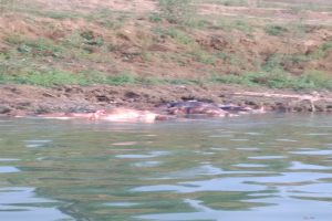 হাজার দেহ ছড়িয়ে রয়েছে উত্তরপ্রদেশের গঙ্গার তীরে