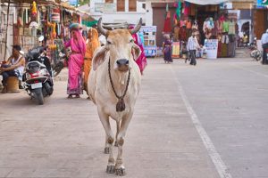 এবার গরুর ভ্যাকসিন নিয়েও কাঠগড়ায় মােদি সরকার