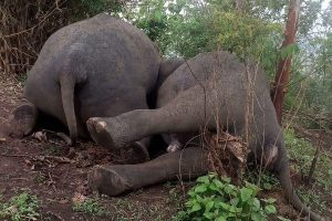 অসমে বাজ পড়ে মৃত ১৮ টি হাতি