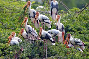 সুন্দরবন ম্যানগ্রোভ অরণ্যে পরিযায়ী পাখির সম্ভার