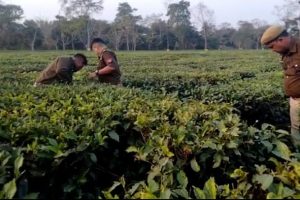 অসমের চা বাগান থেকে অচেতন অবস্থায় ৩ দিন পর উদ্ধার কিশোরী , গনধর্ষনের অভিযোগে গ্রেফতার ২