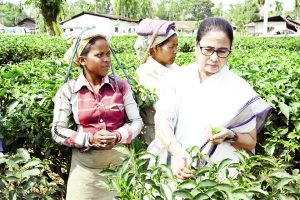 উত্তরবঙ্গে মমতা শুনলেন চা-শ্রমিকদের সুখ-দুঃখের কথা