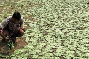 খরায় জ্বলছে দিনহাটা সহ গোটা কোচবিহার জেলা