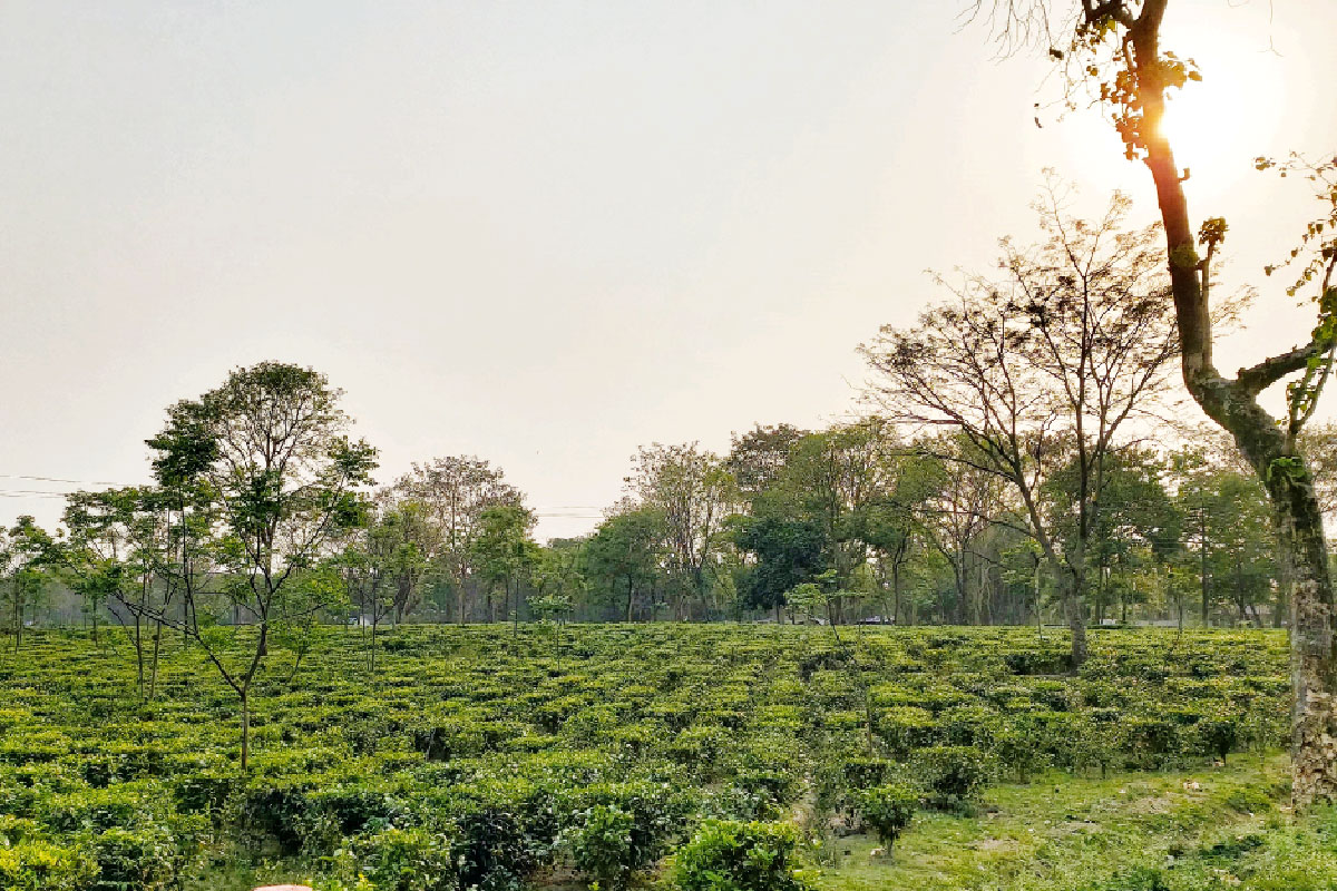 পাহাড় থেকে মেয়ে পাচার