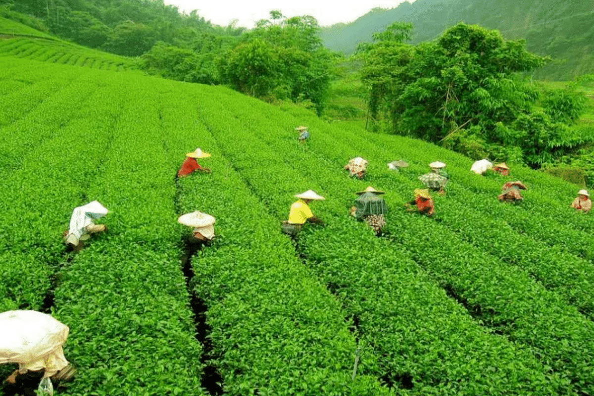 চা নিয়ে আন্তর্জাতিক সম্মেলন হবে ডুয়ার্সে