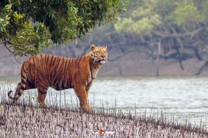 পাথরপ্রতিমার কলসদ্বীপ থেকে বাঘে তুলে নিয়ে গেল মৎস্যজীবীকে