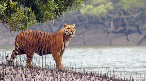 কুলতলিতে ফের বাঘের পায়ের ছাপ! আবার কি ফিরে এলো!