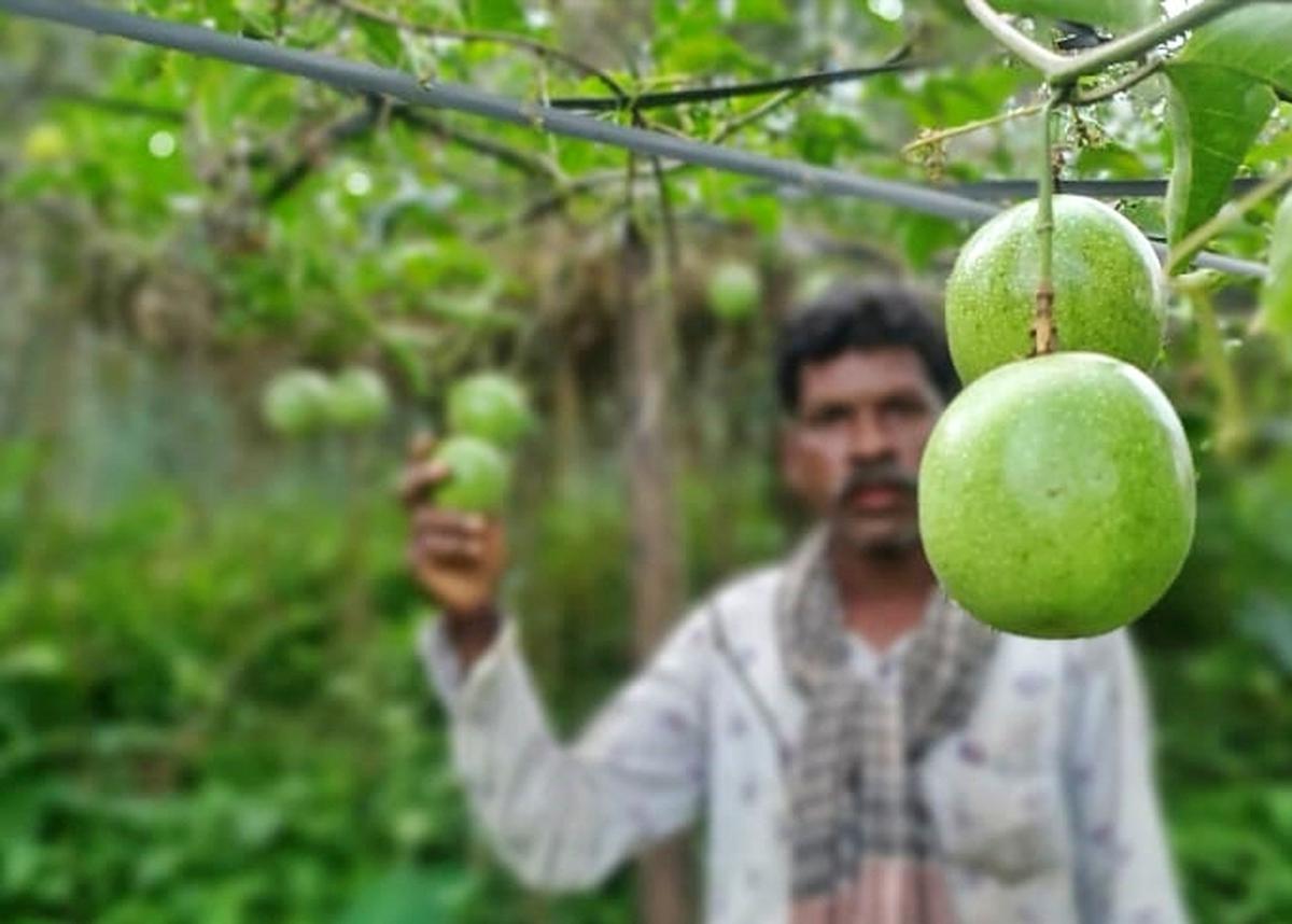 ফসল রক্ষার্থে দুই ফাঙ্গিসাইড