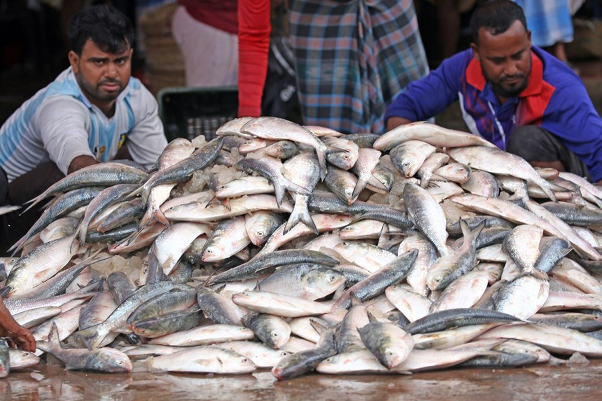 আজই বাংলায় ঢুকছে পদ্মার ইলিশ