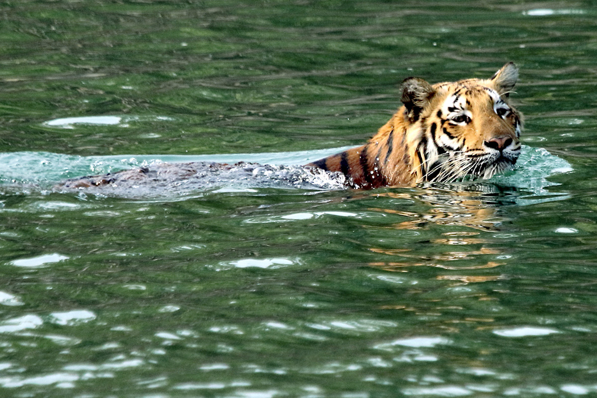 সম্প্রসারিত হতে চলেছে সুন্দরবন