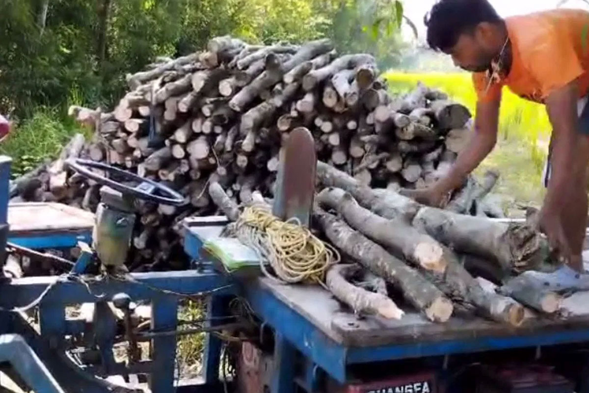 তৃণমূল নেতার বিরুদ্ধে ম্যানগ্রোভ পাচারের অভিযোগ