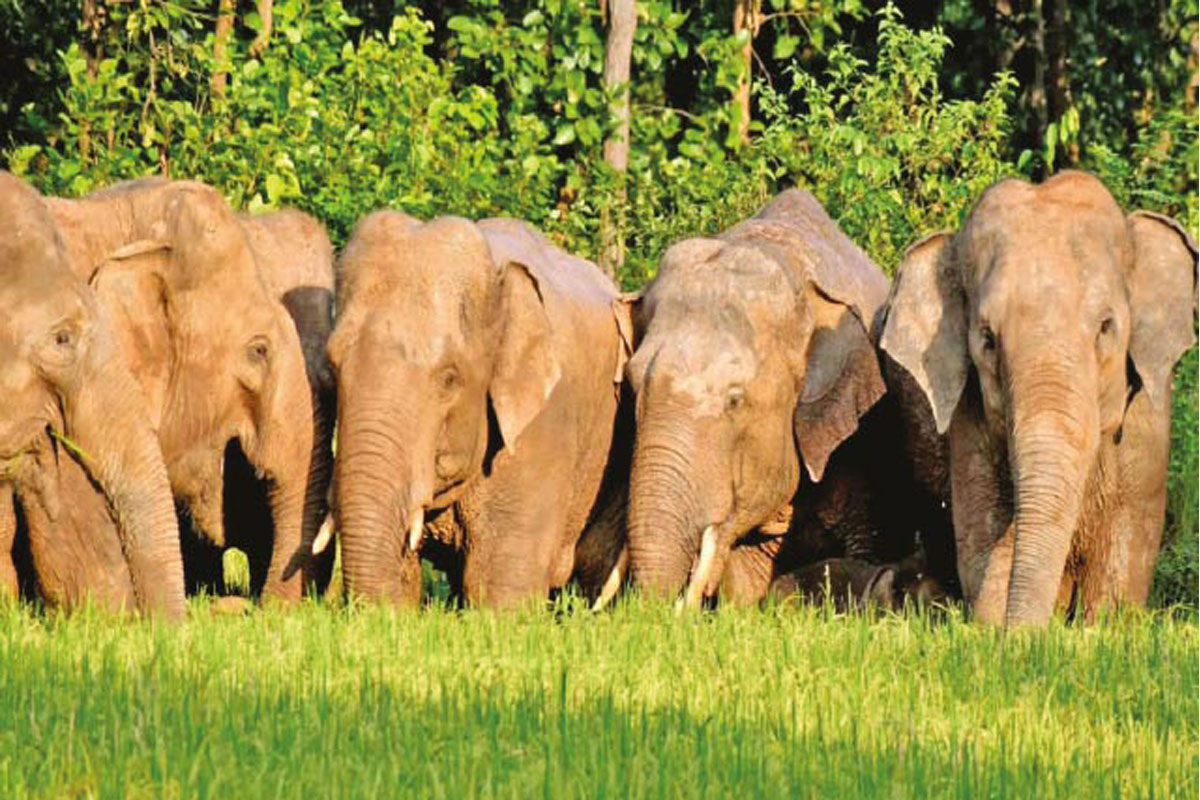 পশ্চিম মেদিনীপুর জেলার নয়াবসত রেঞ্জ এলাকায় হাতির দলের তাণ্ডব