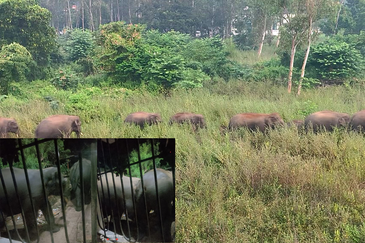 খড়গপুর শহরে হাতির পাল, আতঙ্কের সঙ্গে উৎসাহও