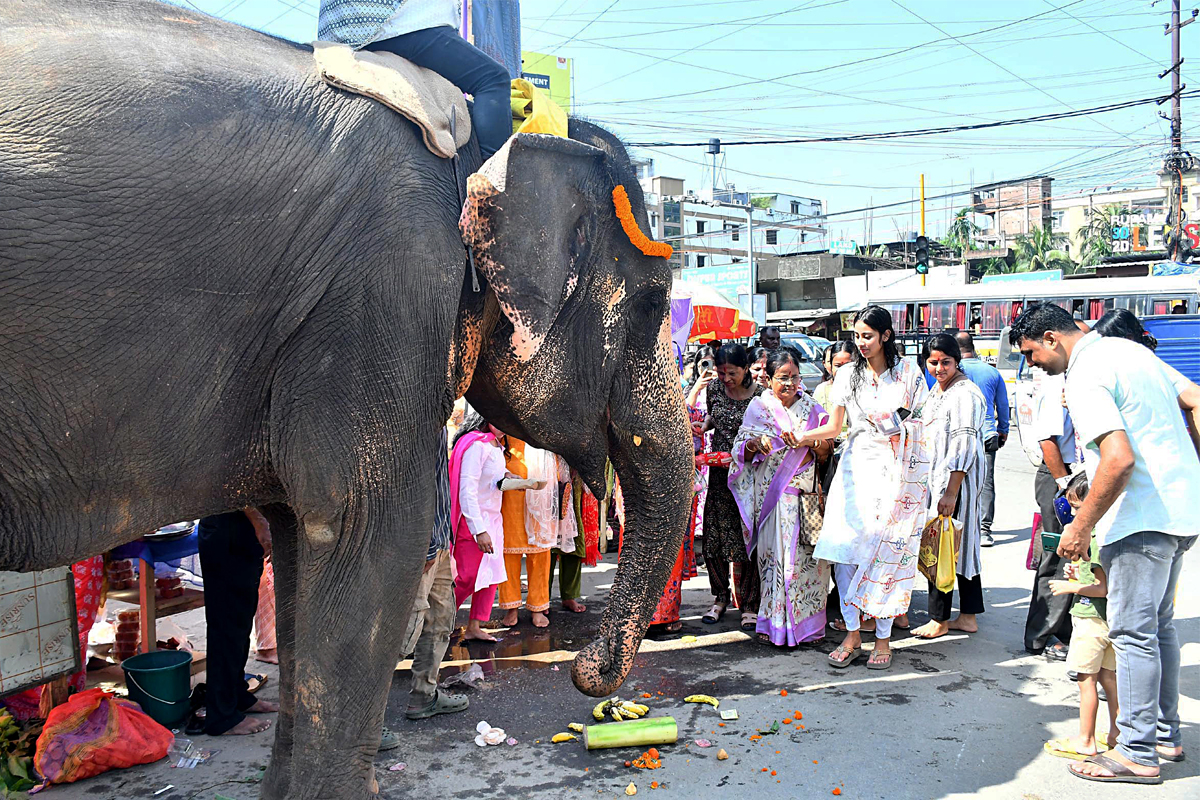 ওড়িশায় শুয়োর ধরার জালে বিদ্যুৎস্পৃষ্ট হয়ে তিনটি হাতির মৃত্যু