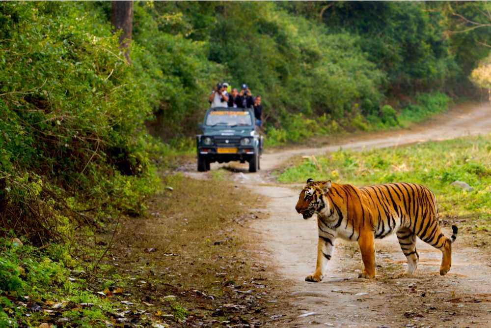 রণথম্ভোর জাতীয় উদ্যান থেকে নিখোঁজ ২৫টি বাঘ, তদন্তে তিন সদস্যের কমিটি গঠন