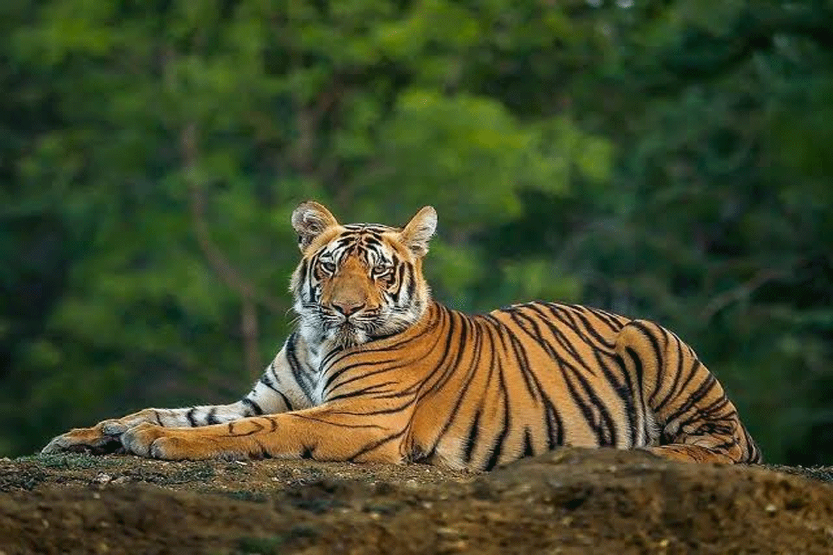 ৬ বছর পরে আবারও বাঘের আতঙ্কে ঝাড়গ্রাম