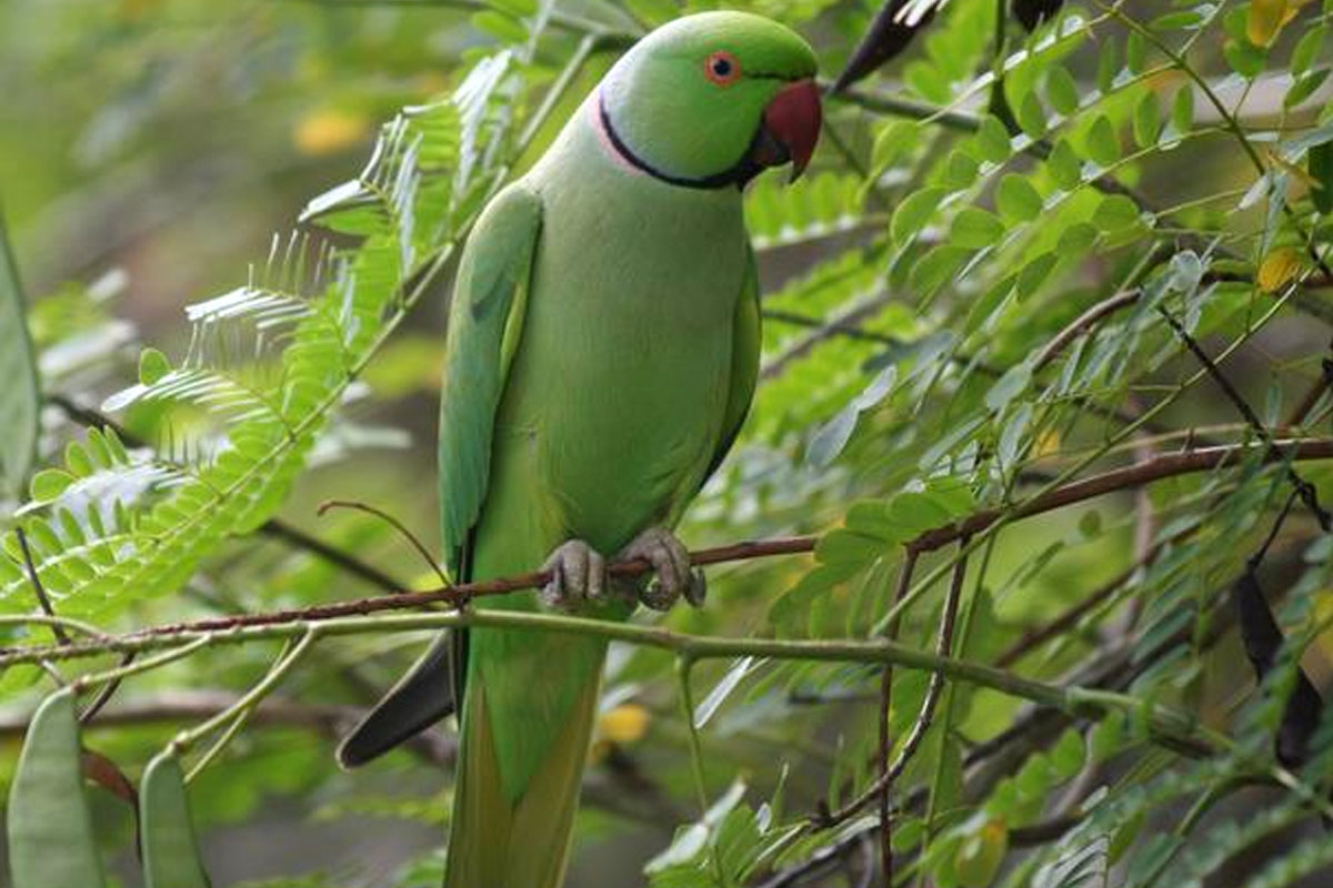 কবিতা গুচ্ছ