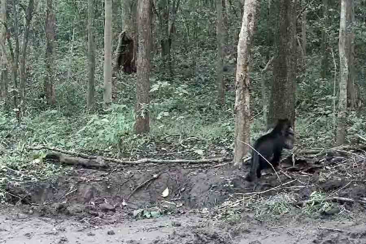 ওড়িশার নয়াগড়ে শাবক-সহ বিরল কালো চিতা, উল্লসিত বনদপ্তর  