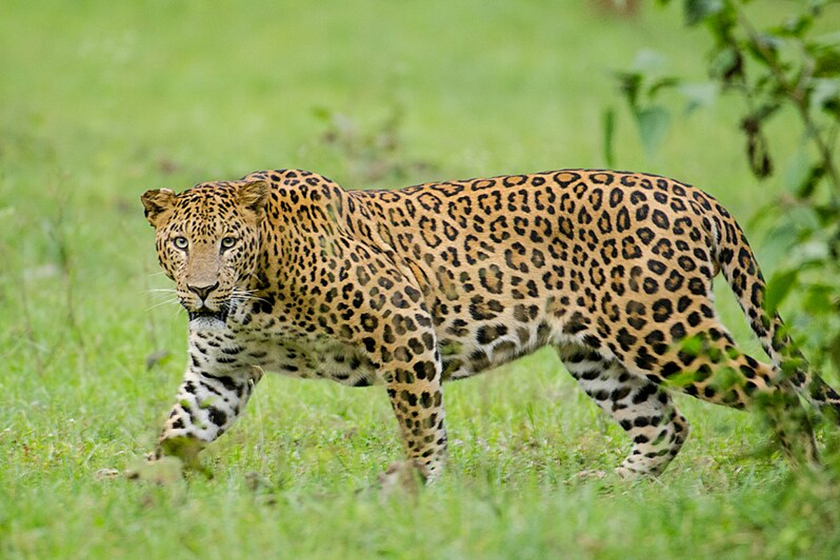 পুরুলিয়ার রাইকা পাহাড়ে চিতাবাঘ আতঙ্ক